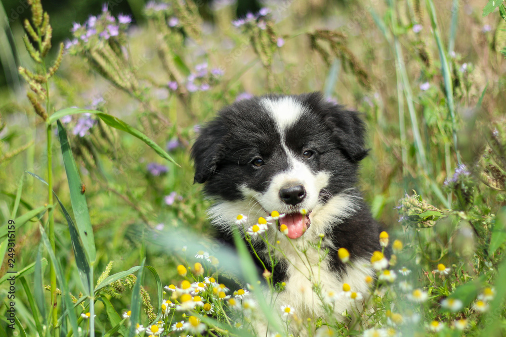 A portrait of a cute happy puppy of the border collie, posing in the grass and looking like smiling. 