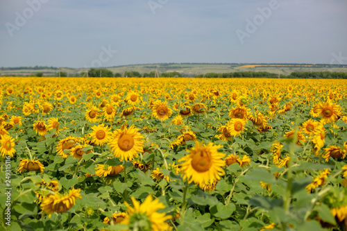 sunflowers field in summer