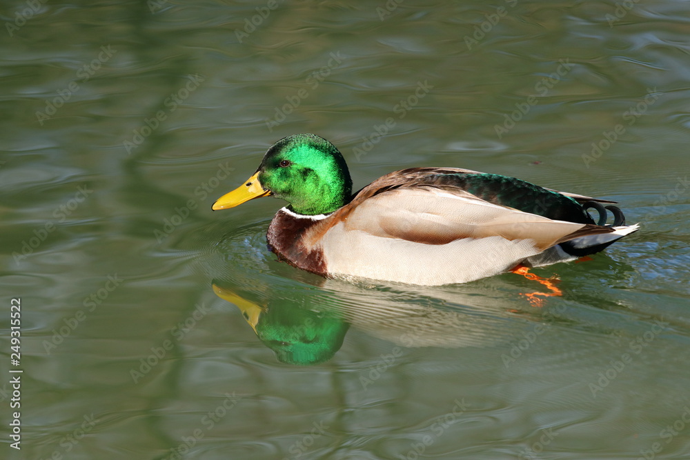 Mallard on the lake Mallard on the lake