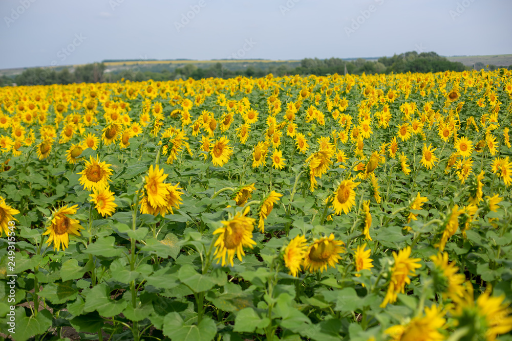 sunflowers field in summer sunflowers field in summer