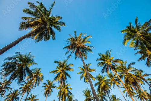 Afternoon in the garden with coconut trees.6