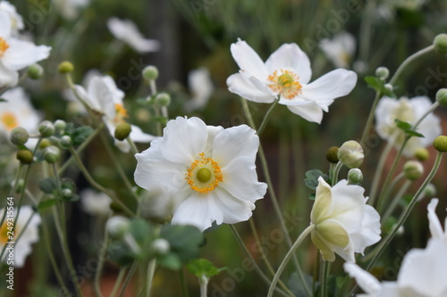 Fototapeta Naklejka Na Ścianę i Meble -  Japanese Anemone ' Honorine Jobert'