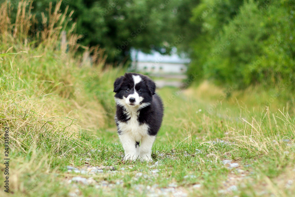 A portrait of a cute happy puppy of the border collie, posing in the grass and looking like smiling. A portrait of a cute happy puppy of the border collie, posing in the grass and looking like smiling.