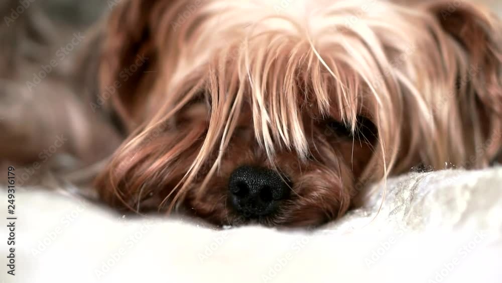 Yorkshire Terrier dog sleeping on bed indoors, close-up Yorkshire Terrier dog sleeping on bed indoors, close-up