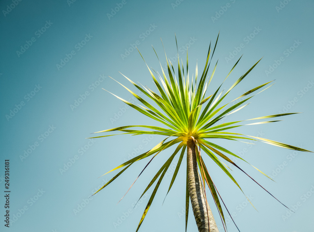 palm on blue sky