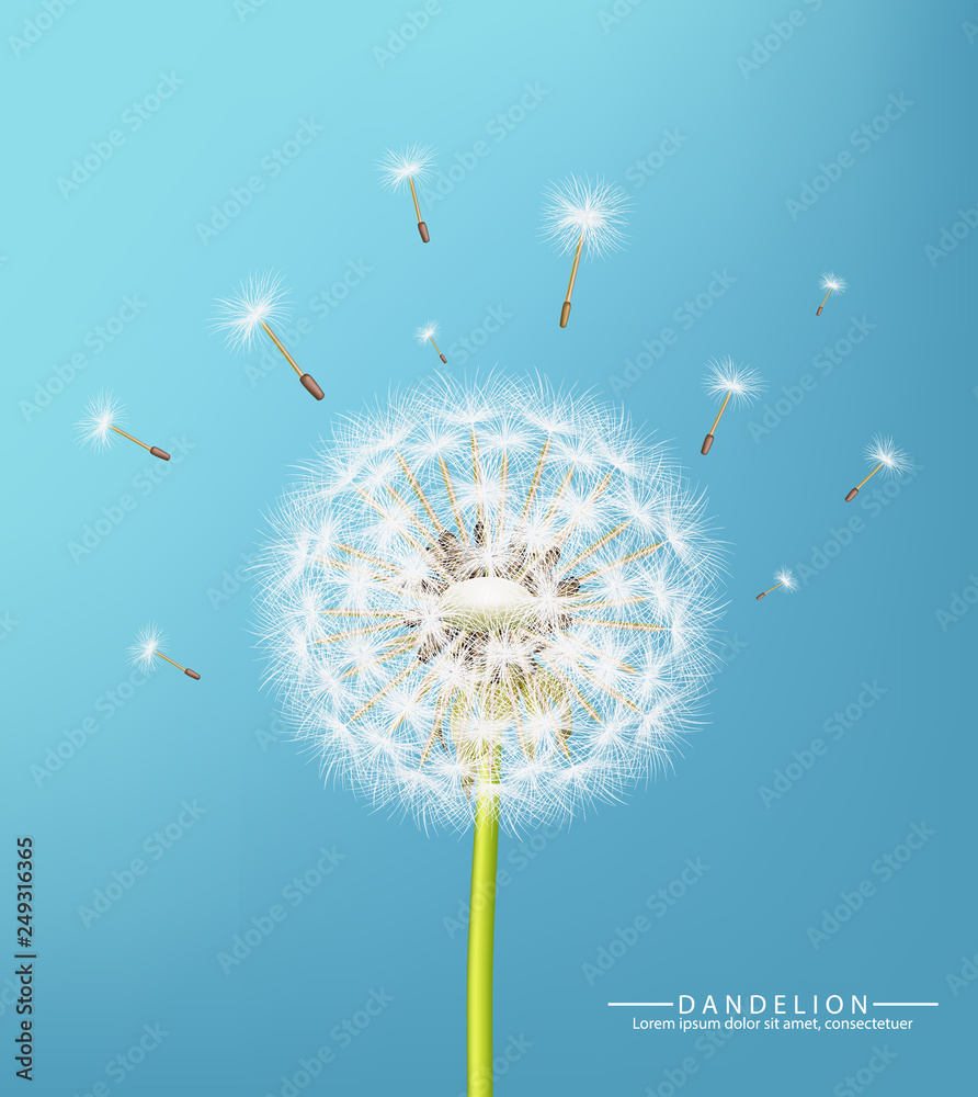 Spring dandelion flower Vector realistic. Sky background soft bokeh ...