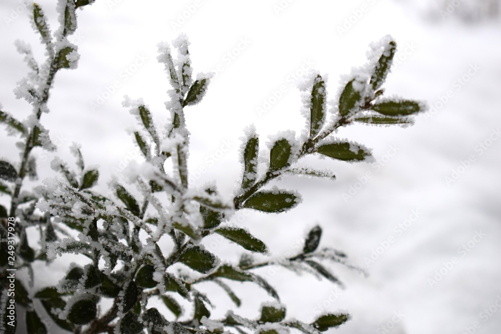 Winter background with frosty boxwood. Evergreen boxwood bushes under snow on a snowy background. Boxwood leaves in the snow