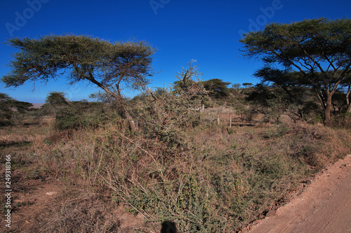 tanzania safari ngorongoro serengety photo