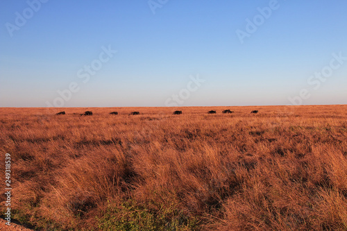 tanzania safari ngorongoro serengety photo