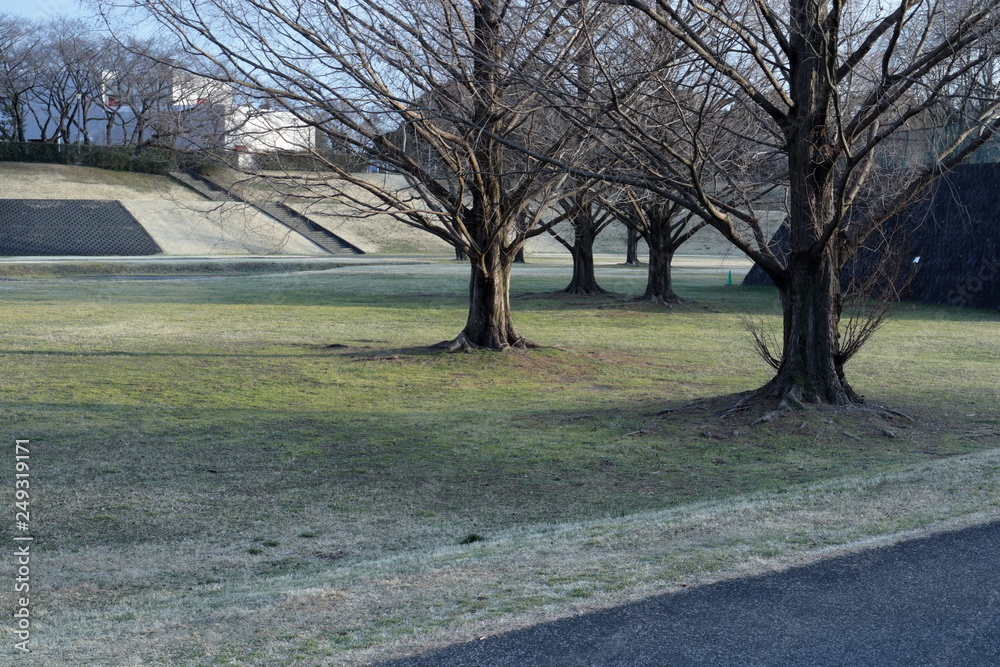 Fototapeta premium 冬の公園の風景