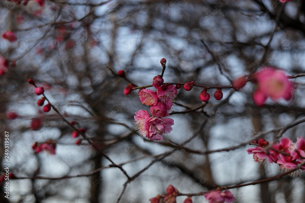 梅の花