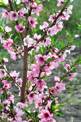  close-up of  blooming peach-tree branch,vertical composition