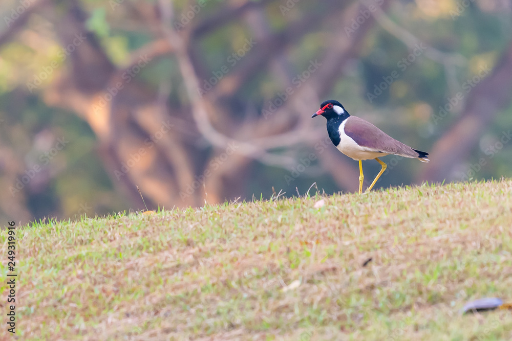 Obraz premium Red-Wattled Lapwing bird standing on the lawn