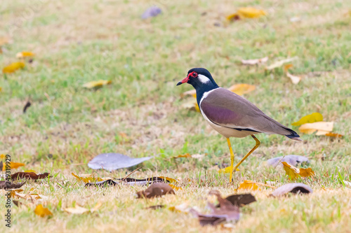 Red-Wattled Lapwing bird standing on the lawn