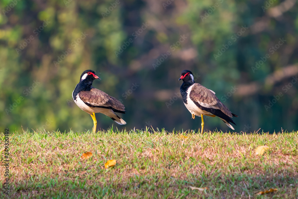 A couple of Red-Wattled Lapwing birds standing on the lawn A couple of Red-Wattled Lapwing birds standing on the lawn