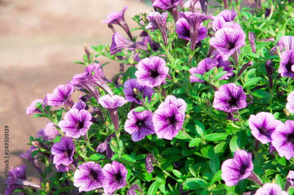 Fototapeta premium There are a lot of Calibrachoa hybrid white-purole flower and its green leaves 