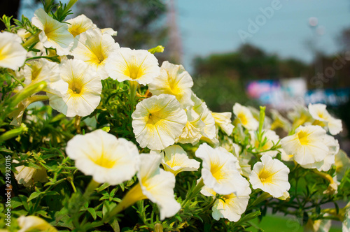 There are a lot of Calibrachoa hybrid white-yellow flower and its green leaves   photo