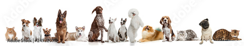 Differents dogs and cats looking at camera isolated on a white studio background