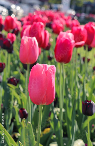 Close-up view of beautiful pink tulips at Nyon city flowerbed at bright spring summer day. Selective focus