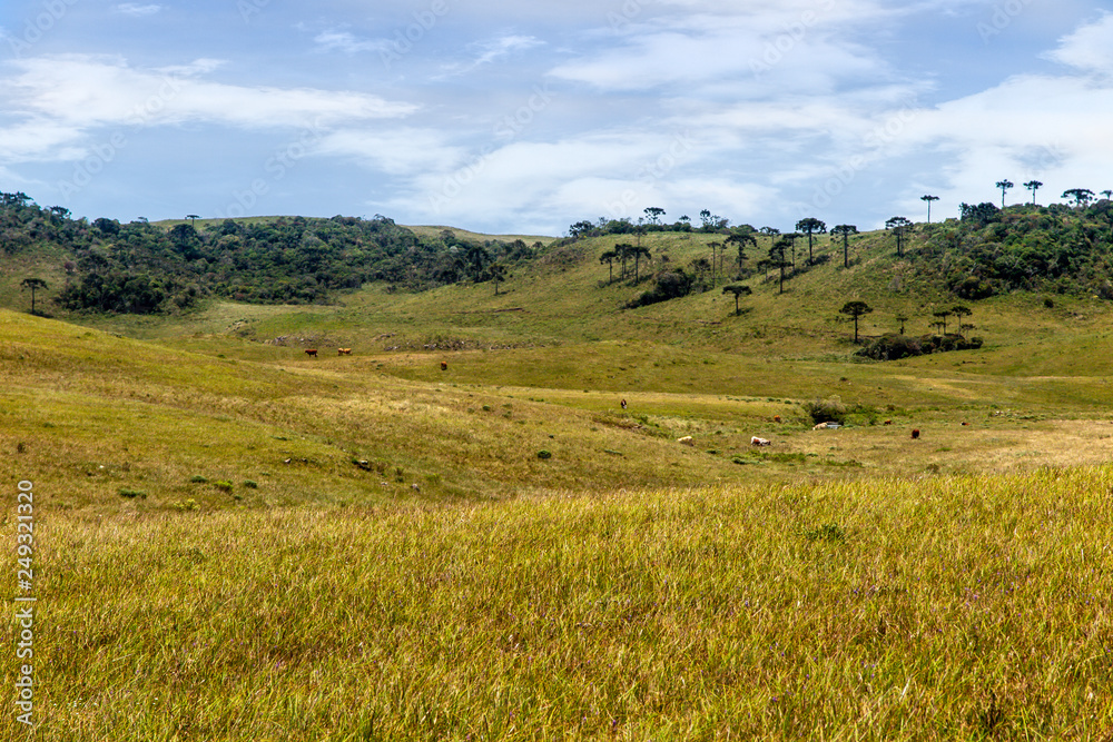 Great pasture at the top of Espraiado Canyon, with Araucarias trees in the background, city of Grão Para, Santa Catarina, Brazil