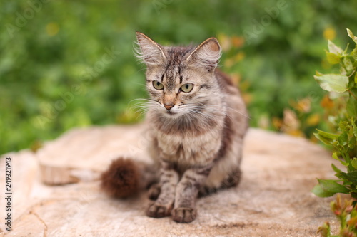 Street homeless cat