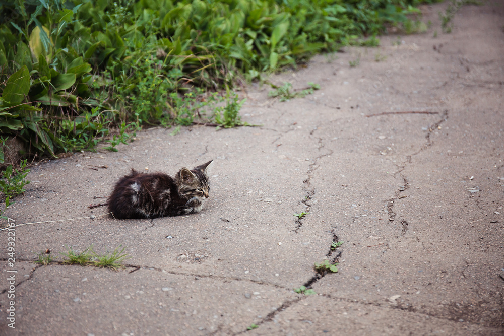 Alone street homeless cat