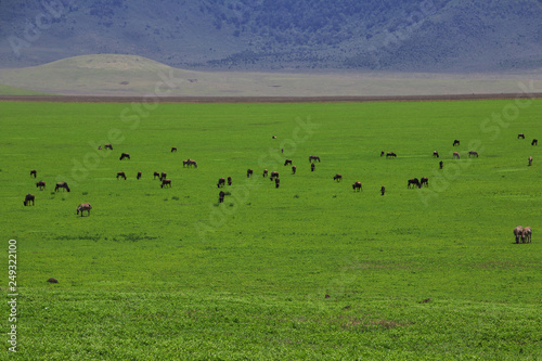 tanzania safari ngorongoro serengety photo