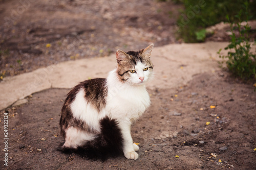 Street homeless cat