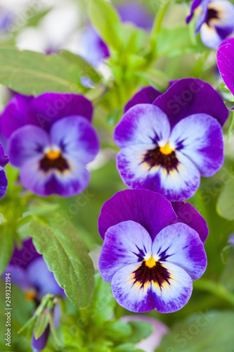 beautiful pansy summer flowers in garden