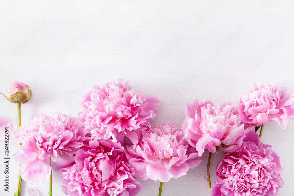 beautiful pink peony flower background beautiful pink peony flower background