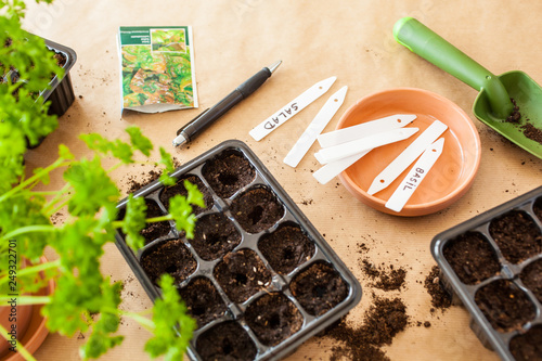 gardening, planting at home. sowing seeds in germination box