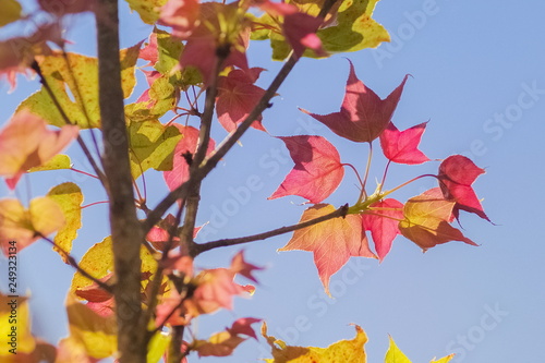 Beautiful Maple' leaves with colorful red, orange, yellow and green color on branches in nature at Doi Pha Tang (Phatang), Chiang Rai, northern of Thailand. photo