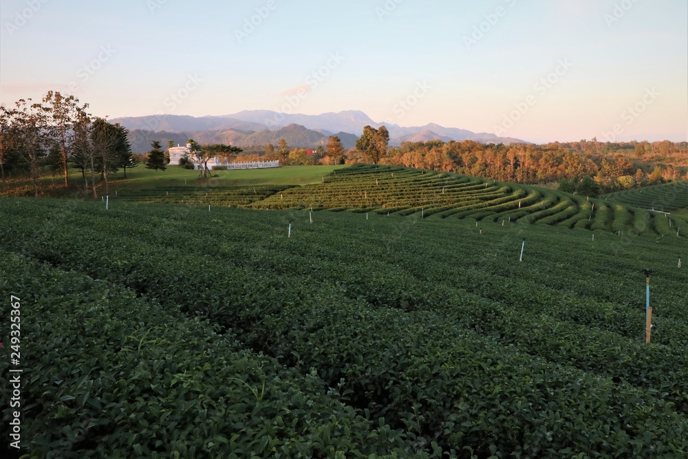 Tea plantations in nature