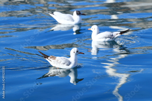 Gulls on clear blue water