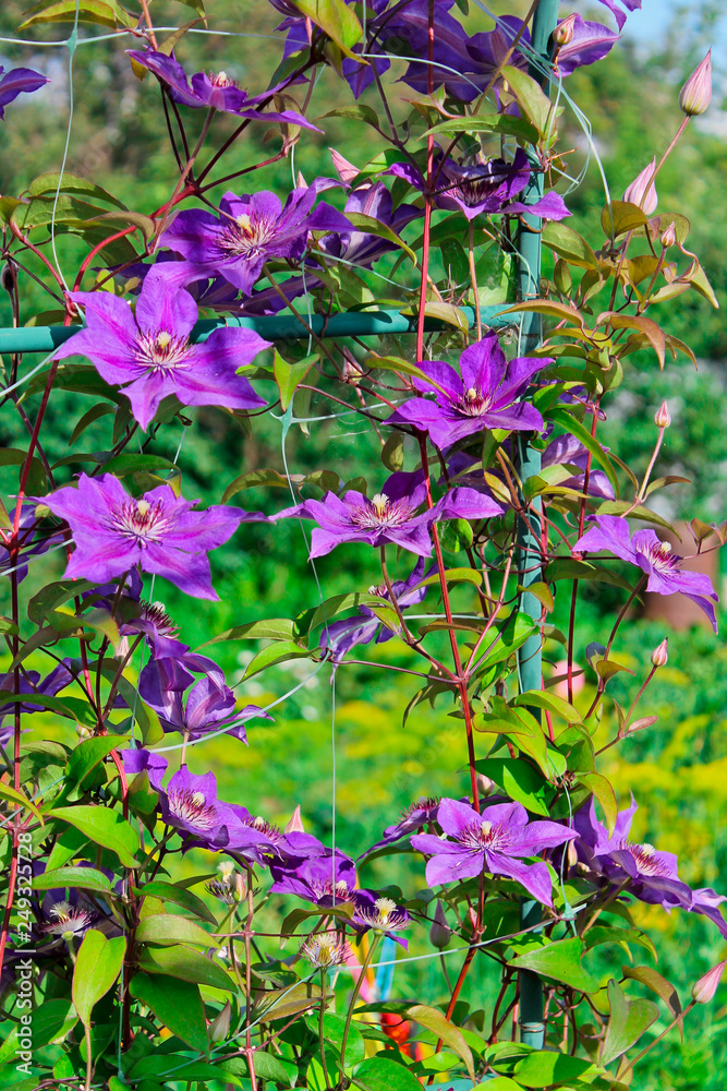 Obraz premium clematis flowers, summer garden