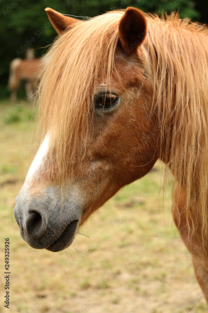 Cream horse, muzzle large