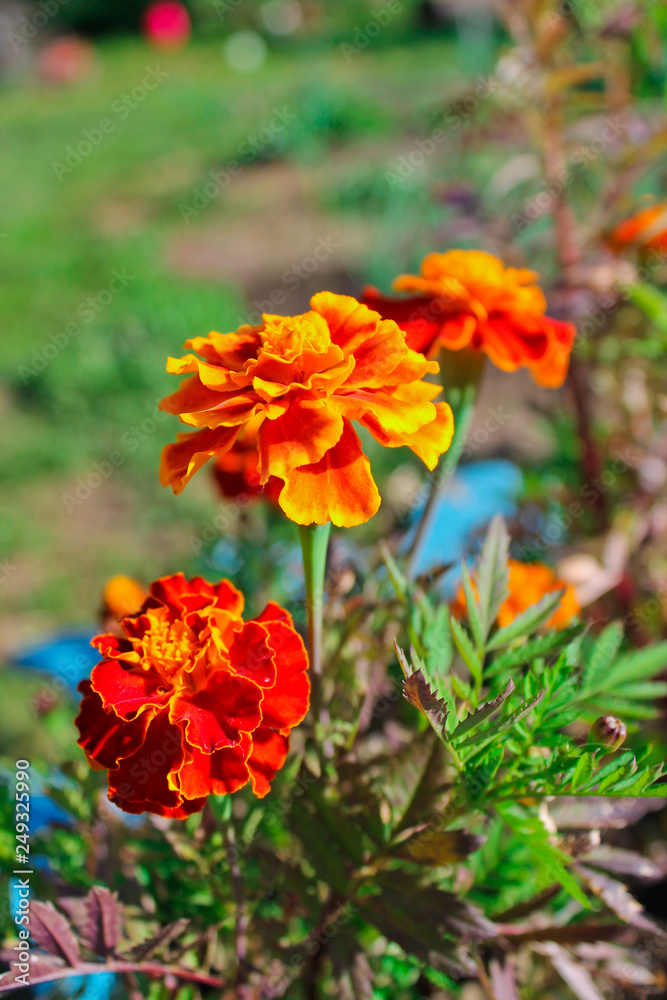Marigolds, summer garden