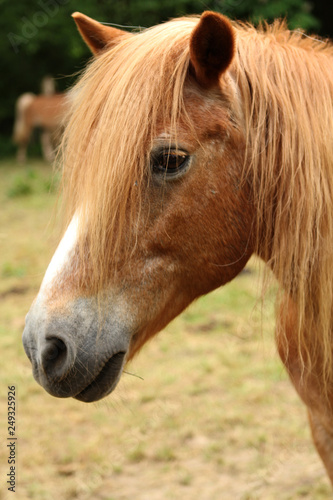 Cream horse, muzzle large