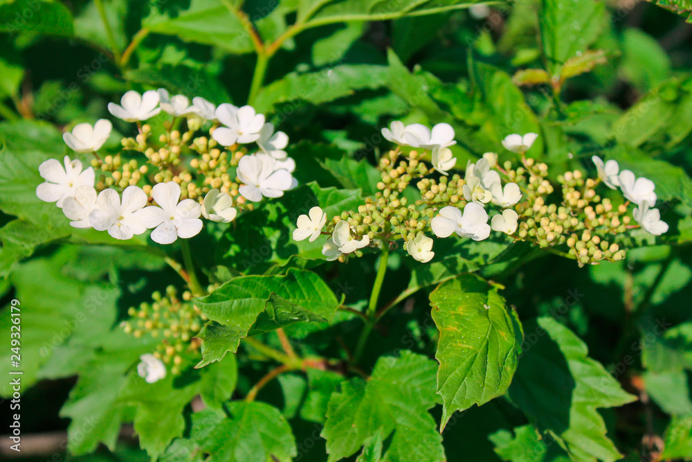 Flowering shrub, spring garden Flowering shrub, spring garden