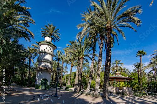The Palmeral of Elche, Spain photo