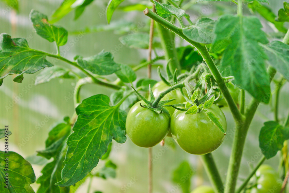 tomatoes, agriculture, harvest tomatoes, agriculture, harvest