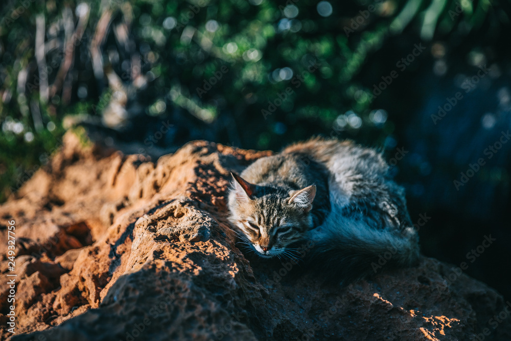 Obraz premium Sleeping cat on rock