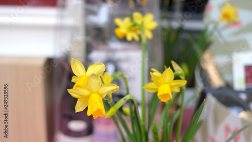 jonquilles photo