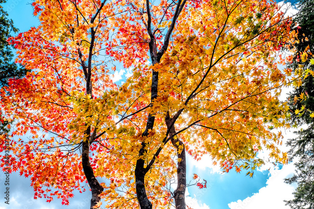 Red and Yellow maple tree autumn sunset, Sun light through color Red and Yellow maple tree autumn sunset, Sun light through color