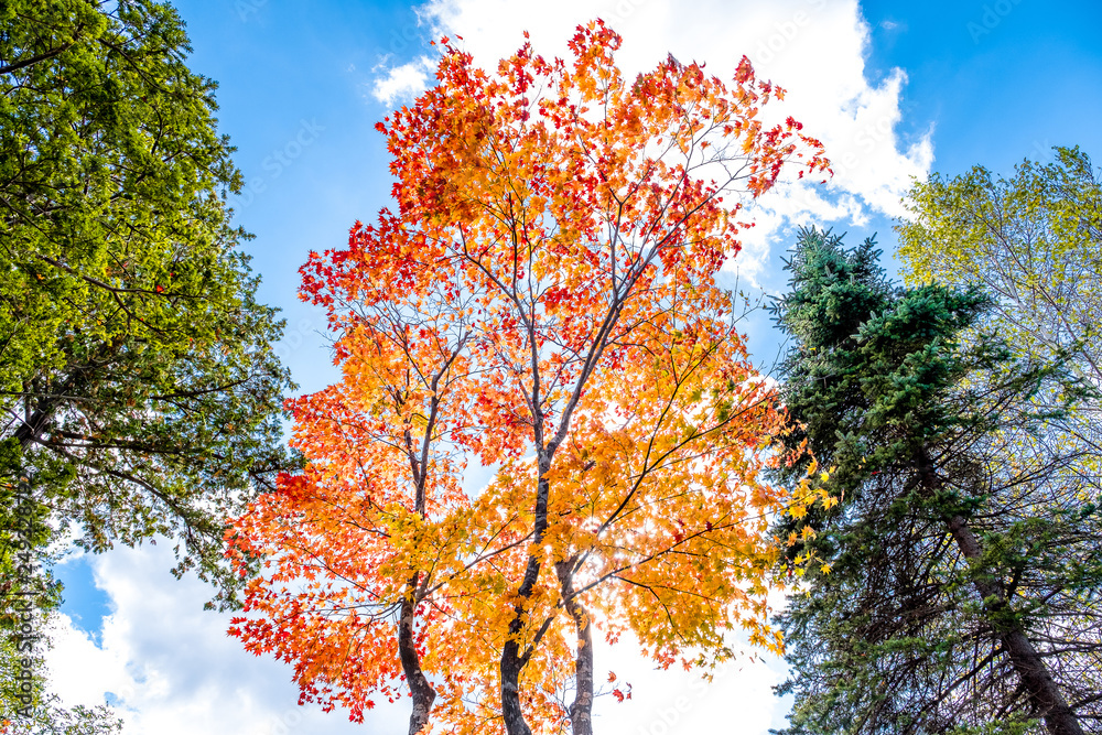 Maple trees in red and orange gold, pine tree in green leaves ,Maple leaves turn to red in autumn season with clear cloud and blue sky background 