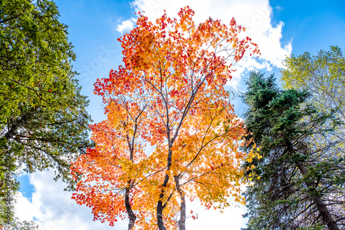 Maple trees in red and orange gold, pine tree in green leaves ,Maple leaves turn to red in autumn season with clear cloud and blue sky background 