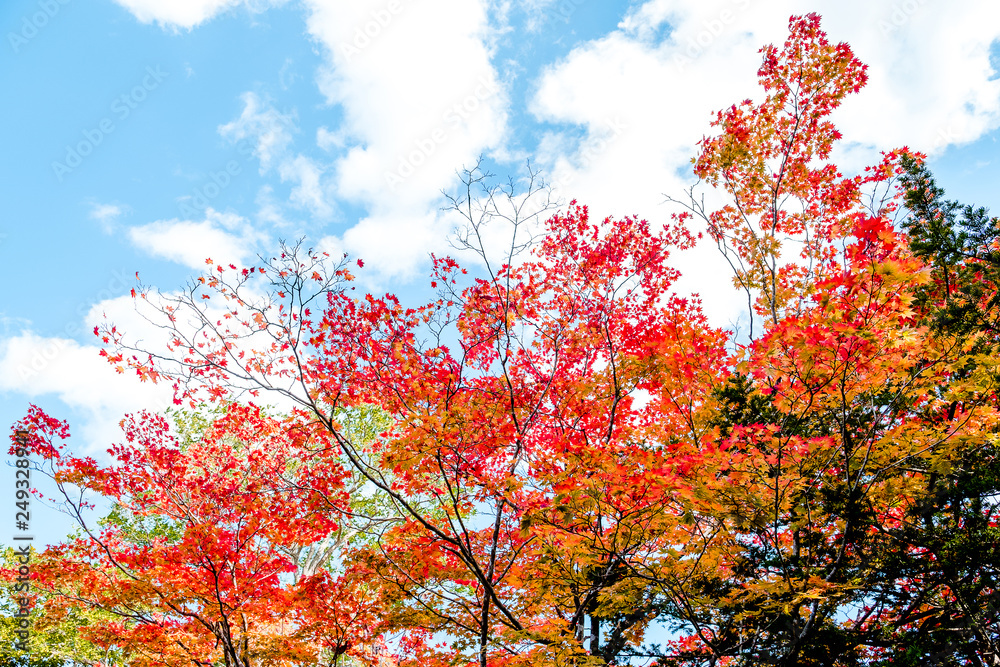 Bright colorful autumn trees in red maple tree and orange maple tree against clear cloud  blue sky background in autumn season ,Japan