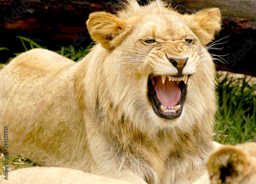 Young lion roars and show his teeth to his pride.
