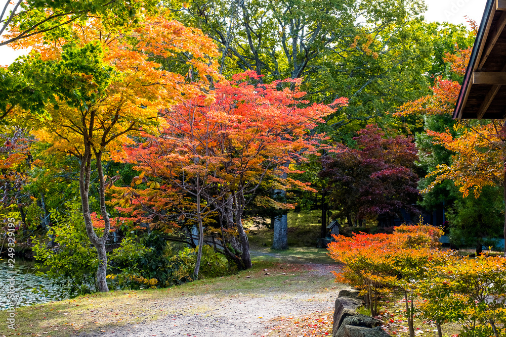 Autumn tree ,maple tree with colorful autumn leaves, red orange yellow green maple leaves with path in Japan park