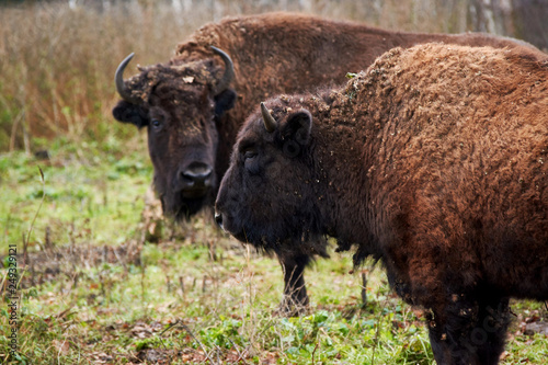 two aurochs in the forest
